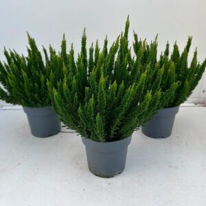 Calluna Skyline Stockholm """Beauty Ladies"""
(10 Plants/Order)(10.5cmP 30cmH)