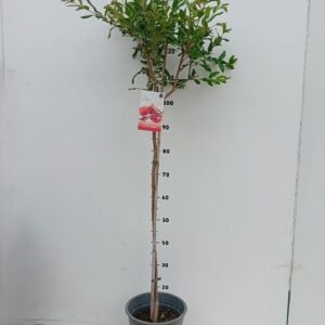 Punica granatum
(1 Plants/Order)(24cmP 130cmH)