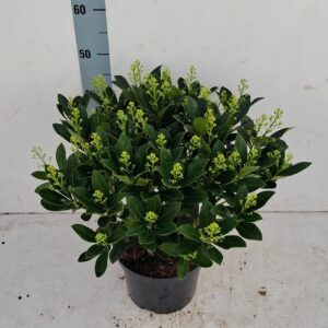 Skimmia japonica Finchy 23cm 40+ Flower
(1 Plants/Order)(23cmP 50cmH)