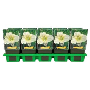 Hemerocallis White Temptation
(10 Plants/Order)(11cmP 25cmH)