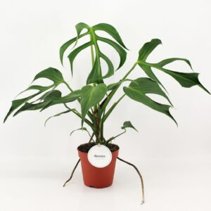 Monstera Burle Marx Flame
(5 Plants/Order)(15cmP 55cmH)