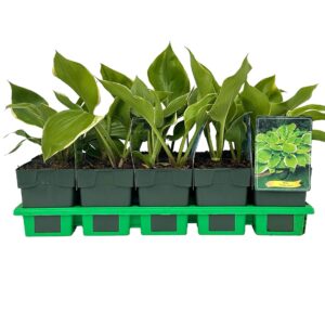 Hosta other Winter Snow' P11
(10 Plants/Order)(11cmP 25cmH)