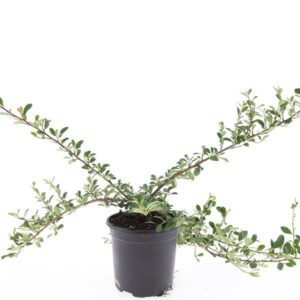 Cotoneaster radicans Eichholz
(8 Plants/Order)(14cmP 10cmH)