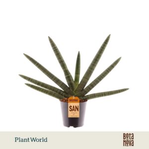 Sansevieria Boncel cylindrica 'Skyline'
(10 Plants/Order)(12cmP 35cmH)