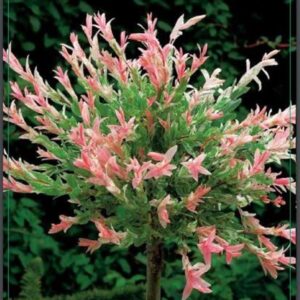 Salix integra Hakuro Nishiki 50-60C5
(1 Plants/Order)(19cmP 60cmH)