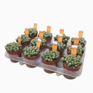 Lithops Levende stone 8,5 cm pleiospilos nellii met etiket
(18 Plants/Order)(8.5cmP 12cmH)