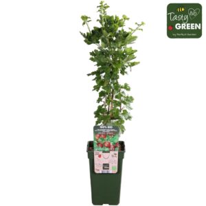Ribes uva-crispa Captivator Bio P19
(6 Plants/Order)(19cmP 50cmH)