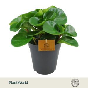 Peperomia Green Gold Obtusifolia green 15cm
(3 Plants/Order)(15cmP 30cmH)