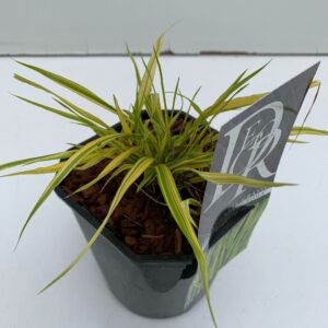 Hakonechloa macra Aureola
(6 Plants/Order)(17cmP 25cmH)