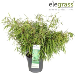 Fargesia rufa
(1 Plants/Order)(23cmP 50cmH)