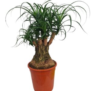 Nolina recurvata Beaucarnea 21 cm busch
(1 Plants/Order)(21cmP 55cmH)