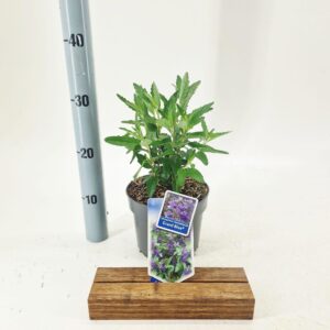 Caryopteris x clandonensis Grand Bleu® ('Inoveris'PBR)
(1 Plants/Order)(17cmP 30cmH)