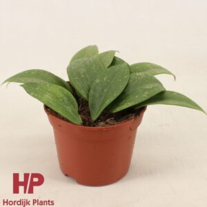Hoya Hoya Wibergiae P12
(8 Plants/Order)(12cmP 2cmH)