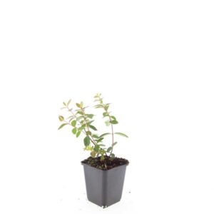 Hypericum dummeri 'Peter Dummer'
(12 Plants/Order)(9cmP 15cmH)