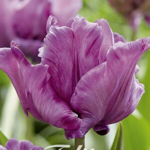 Droge Bulbs Tulipa Parrot James Last x7 12/+
(10 Plants/Order)(20cmP 50cmH)