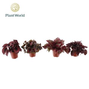 Begonia Rex Love mix 3 4 Types
(8 Plants/Order)(12cmP 25cmH)