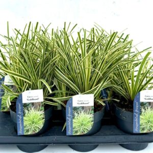 Carex morrowii Carex morrowii Goldband
(6 Plants/Order)(15cmP 25cmH)