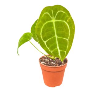 Anthurium Leaf Anthurium Forgetii
(5 Plants/Order)(12cmP 30cmH)