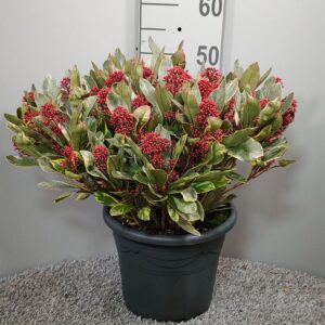 Skimmia japonica Perosa
(1 Plants/Order)(27cmP 55cmH)