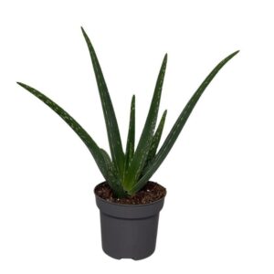 Aloe vera
(10 Plants/Order)(12cmP 35cmH)