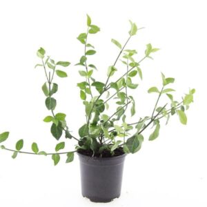 Euonymus fortunei Coloratus
(8 Plants/Order)(14cmP 10cmH)