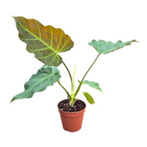Philodendron Corsinianum
(5 Plants/Order)(12cmP 15cmH)
