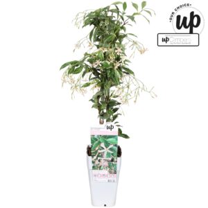 Trachelospermum jasminoides Star of Milano P15
(10 Plants/Order)(15cmP 65cmH)