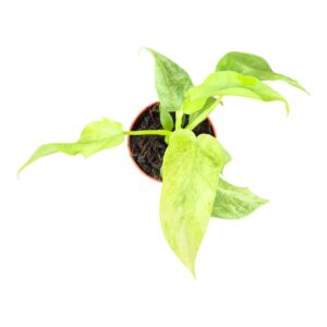Philodendron Philodendron Bob Cee Variegata
(5 Plants/Order)(7cmP 15cmH)