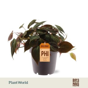 Philodendron scandens subsp. micans
(10 Plants/Order)(12cmP 20cmH)