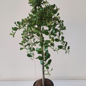 Salix arbuscula stam 40
(8 Plants/Order)(14cmP 60cmH)