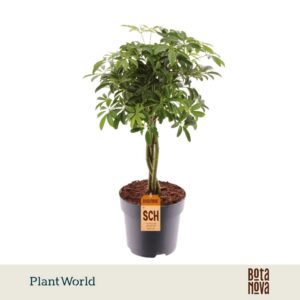 Schefflera Luseana gevlochten stam
(6 Plants/Order)(17cmP 60cmH)