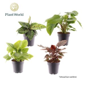 Indoor plants gem. green 3 Types Homalomena mix
(7 Plants/Order)(14cmP 30cmH)