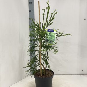 Cryptomeria Rasen j.
(1 Plants/Order)(23cmP 80cmH)