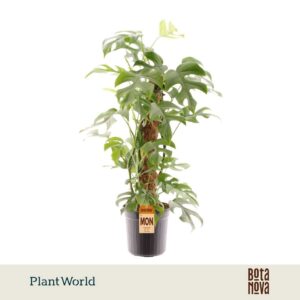 Monstera Minima Mosstok
(6 Plants/Order)(16cmP 70cmH)