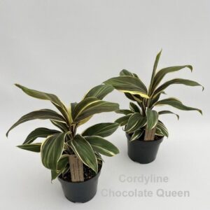 Cordyline Chocolate Queen
(8 Plants/Order)(14cmP 35cmH)