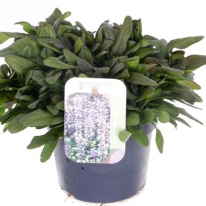 Ajuga reptans Chocolate Chips
(8 Plants/Order)(13cmP 20cmH)