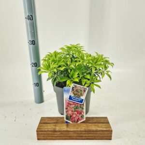 Pieris Passion jap. PBR
(1 Plants/Order)(19cmP 30cmH)