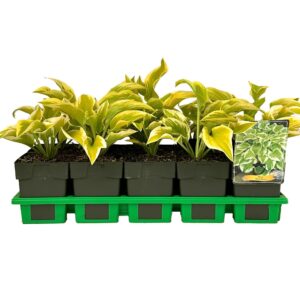 Hosta other Delta Dawn' P11
(10 Plants/Order)(11cmP 25cmH)