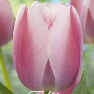 Droge Bulbs Tulipa Darwin Hybride apricot Delight x 7 12/+
(10 Plants/Order)(20cmP 55cmH)