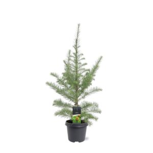Larix kaempferi
(1 Plants/Order)(23cmP 90cmH)