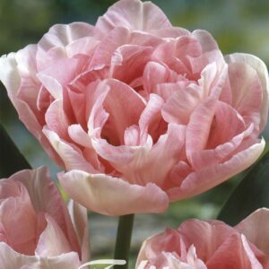 Droge Bulbs Tulipa Double late Angelique x7 12/+
(10 Plants/Order)(20cmP 55cmH)