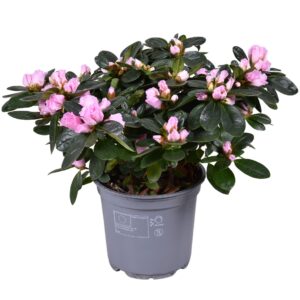 pink Vogel Azalea pink 12 cm
(8 Plants/Order)(12cmP 28cmH)