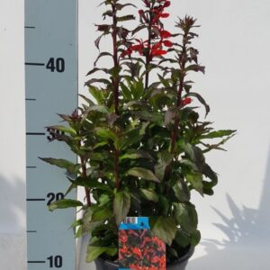 Lobelia Starship Scarlet
(6 Plants/Order)(17cmP 40cmH)