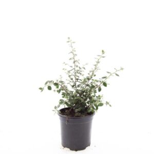 Cotoneaster franchetii
(8 Plants/Order)(14cmP 10cmH)