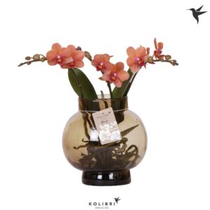 Phalaenopsis other orange (meerder Roots orange in Glas bowl brown
(2 Plants/Order)(16cmP 50cmH)