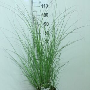 Pennisetum alopecuroides
(1 Plants/Order)(23cmP 130cmH)