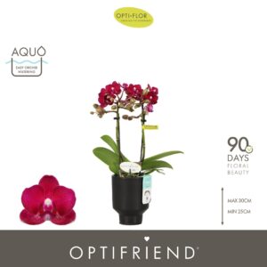 Phalaenopsis Multiflora Optifriend Lola 2 spike in Emilia Brown Aquo
(6 Plants/Order)(7cmP 25cmH)