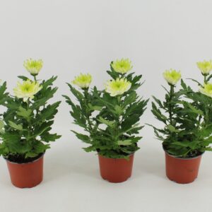 Chrysanthemum Zembla Lime
(10 Plants/Order)(12cmP 30cmH)