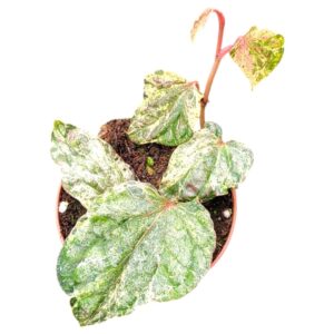 Piper sylvaticum Variegata
(2 Plants/Order)(7cmP 10cmH)