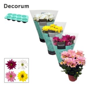 Chrysanthemum Breeze Chrysanne® Margarita mix
(8 Plants/Order)(13cmP 25cmH)